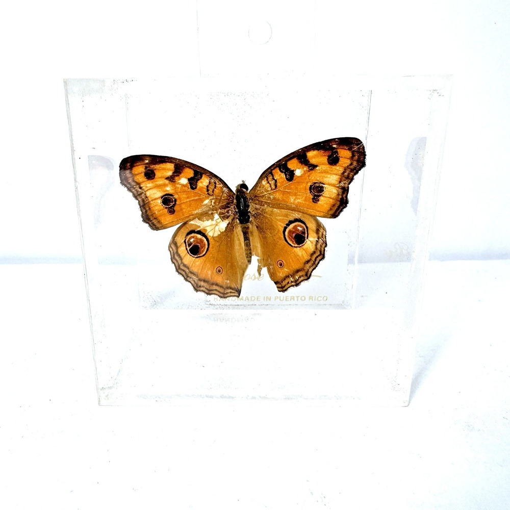 Vintage Puerto Rico Real Butterfly Lucite Acrylic Paperweight Souvenir Decor 3"